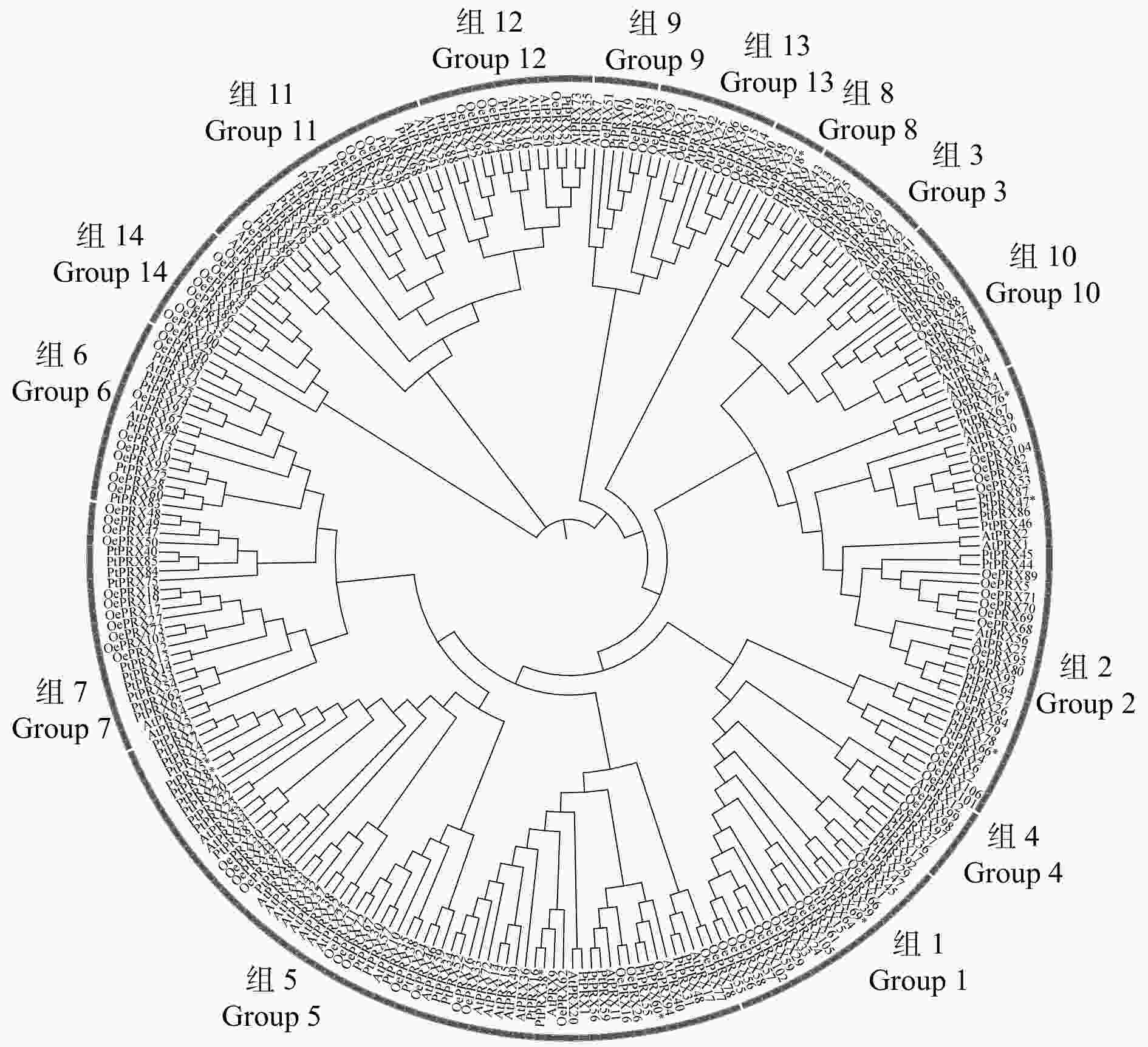 The Teixeira Transaction Tree